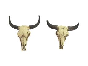 8cm Cow Skull Magnet 2 Asstd