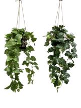 70cm Hanging Plant 2 Asstd