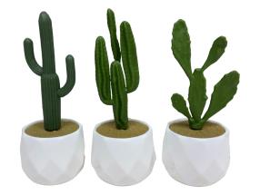 19cm Cactus in White Pot 3 Asstd (12=Free Display)